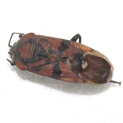Spilostethus pandurus
